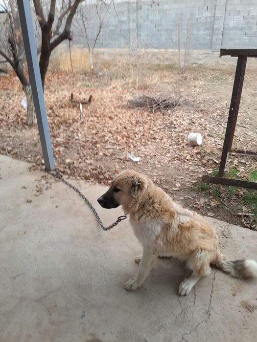 Собака парода алабай.