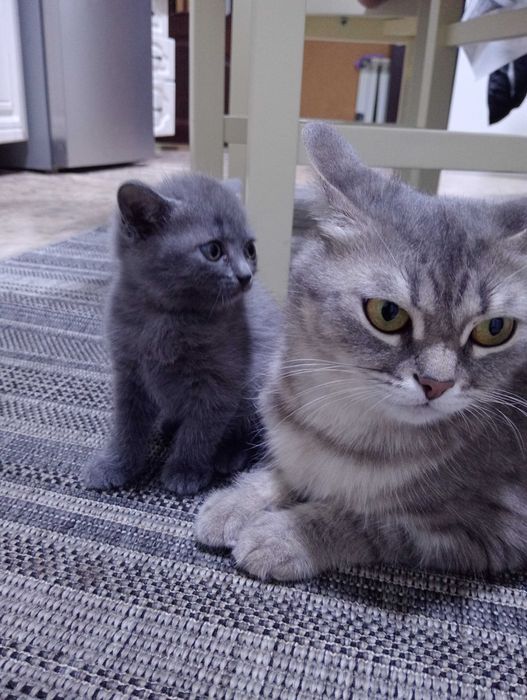 Отдам котят в хорошие добрые руки