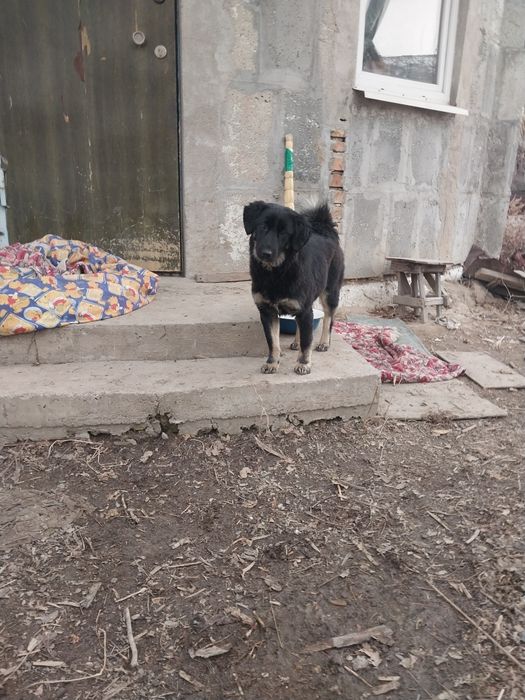 Возьмите собачку