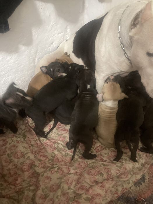 Щенков не осталос