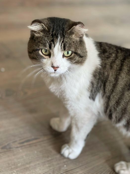 Кот котенок в добрые руки