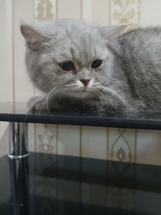 Отдам в хорошие руки