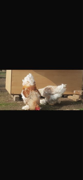 De vanzare oua de brahma auriu