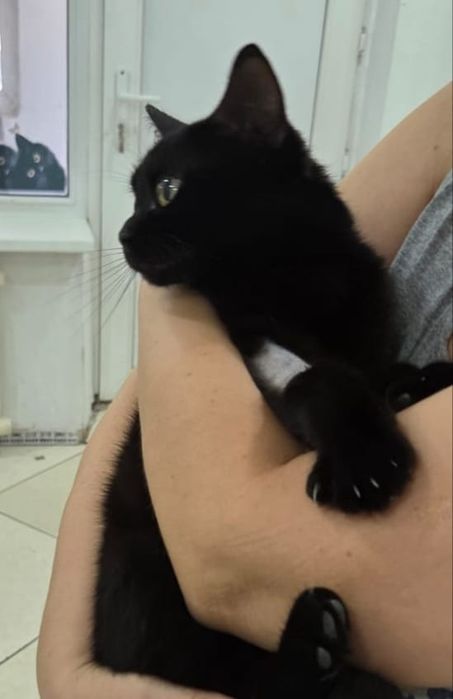 Кошечка в добрые руки