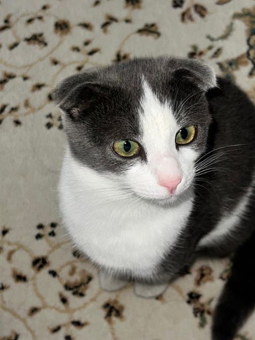 Кошка . Отдам даром хорошие руки!