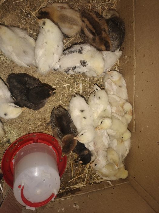 Цыплята взрослые