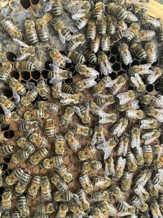 Пчелни майки и пчелни отводки