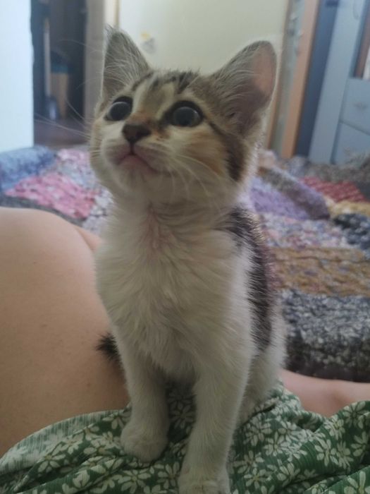 Подарявам котета