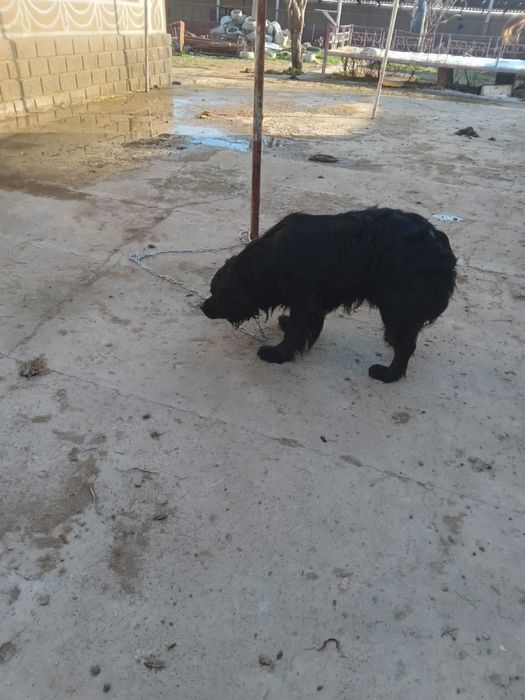 ит охотничьи собака