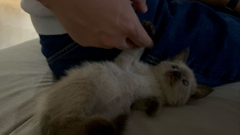 Котенок в добрые руки