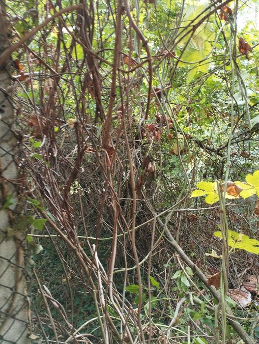 Продава се Къща в с. Николаево, Област Плевен - 100 кв.м за 179 €/кв.м - Снимка #3