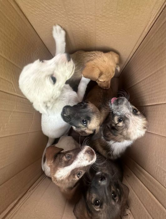 Щенки  отдам даром в белбулаке