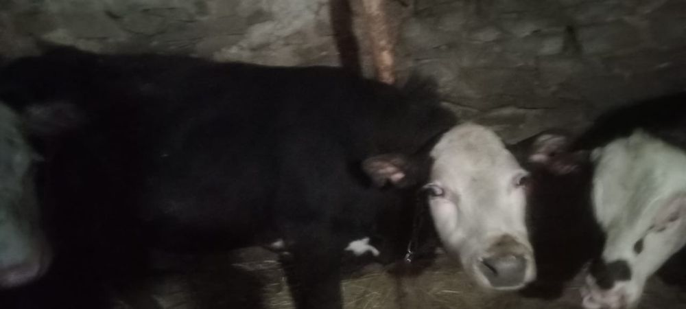 Бордақта тұрған бұқа, сиыр