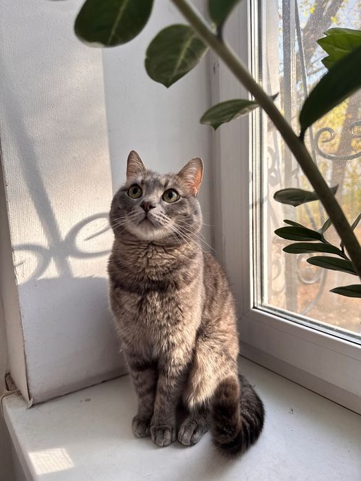 Отдам кота в хорошие руки