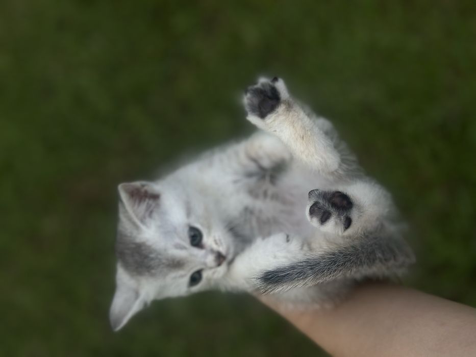 Продаю котят шотландцев
