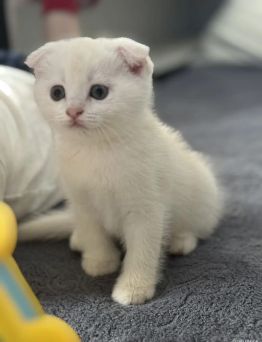 Продаётся вислоухий котёнок