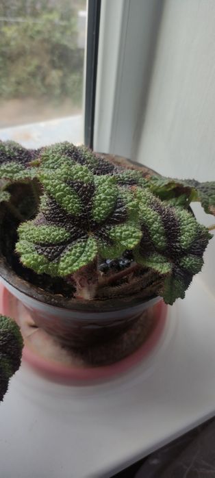 Продам комнатные цветы