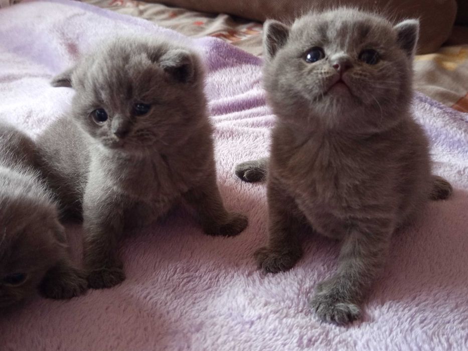 Шотландски Котенца