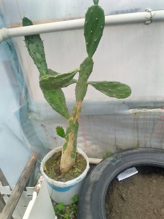 Кактусы  высокие