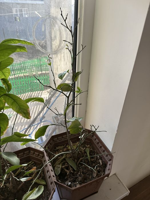 Продаются лимоны.