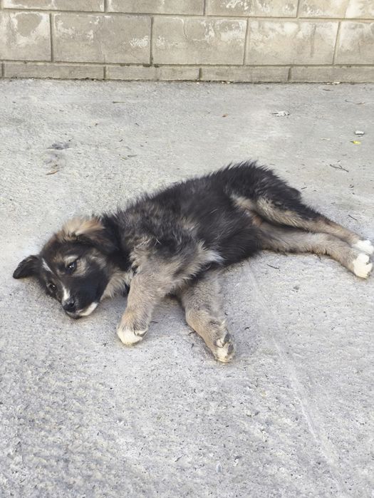 Отдам в добрые руки