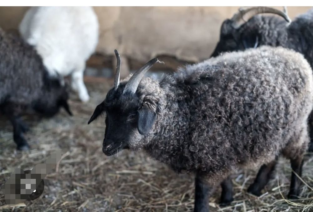 Пуховой платки, түбіт орамал