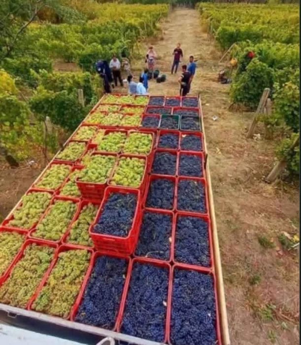 Vand struguri de vin