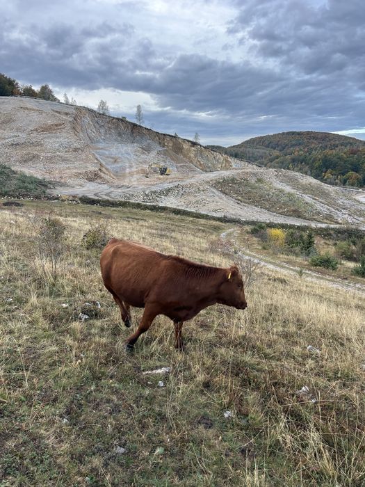 De vanzare juninca angus