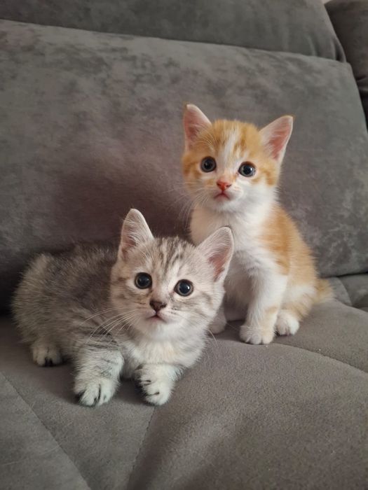 Отдам котят в добрые руки