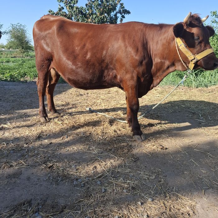 Германиски хуножин