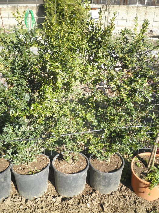 Продавам чемшири за красиви градини