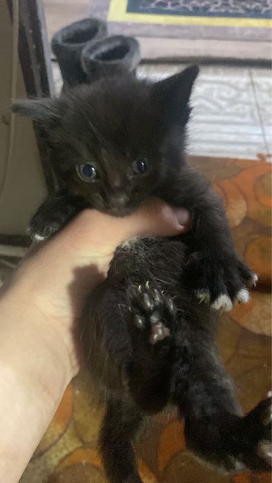 Раздам котят домашние