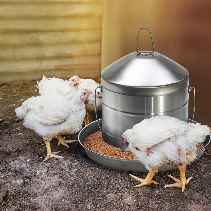 Метална Поилка за Птици 8 Литра Неръждаема за Кокошки, Пилета и Патки
