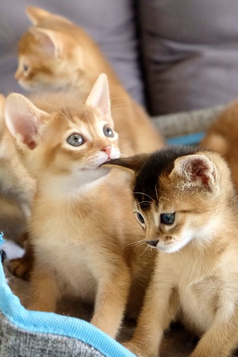 Абиссинские котята
