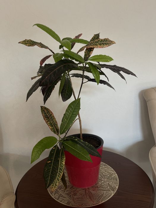 Продаю комнатные цветы , для дома и офиса,очищают воздух в помещении