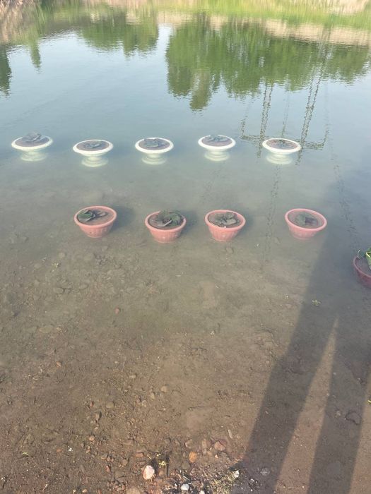 Водяной кувшинки  Лилия Liliya, Nilufar guli