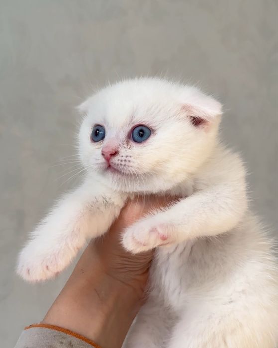 Мушук болалари сотилади