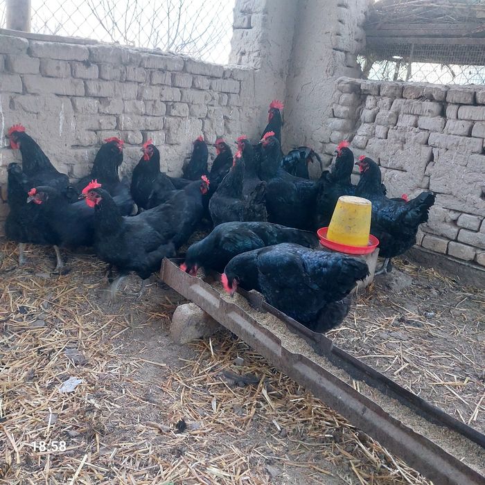 Qora shahzoda  tuxumlari sotiladi.