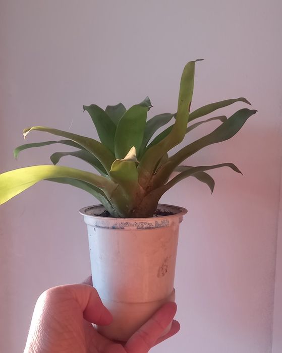 Продам цветущих деток Гузмании