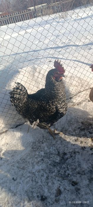 Продам петухов, один доминант