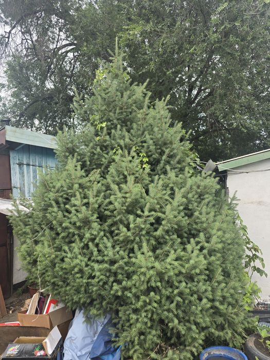 Продам елку срочно дешево