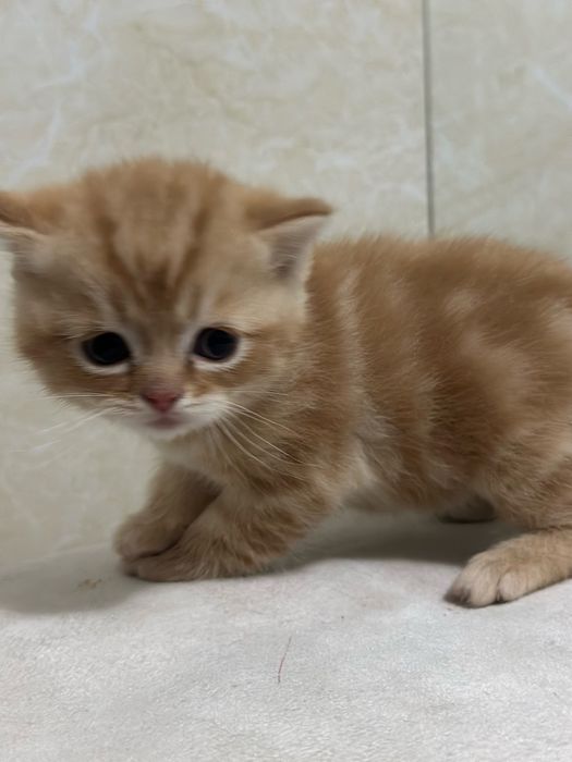 Продаются породистые вислоухие котята