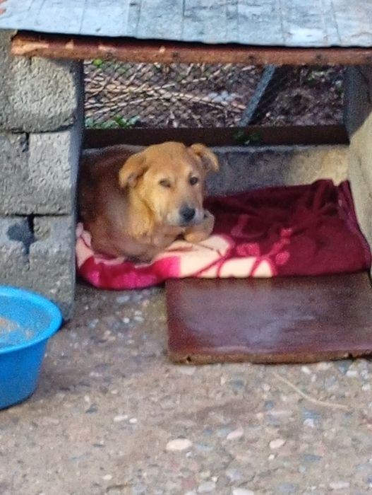 Кушік тегын еркек