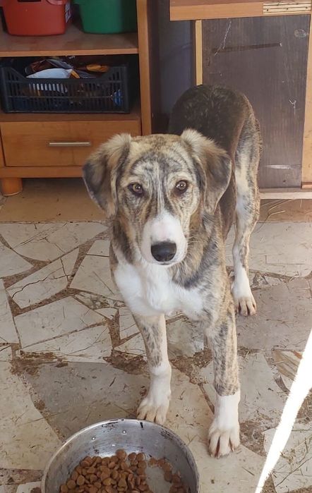 Собачки бесплатно, младше года