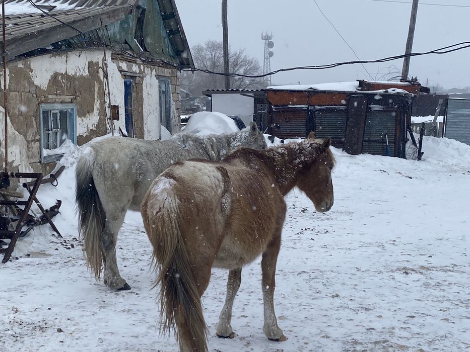 Сатылымда биелер бар келіп тандаа алыныздар