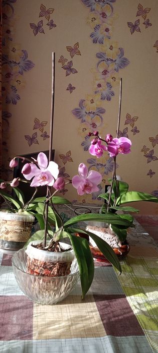 Орхидея Фаленопсис