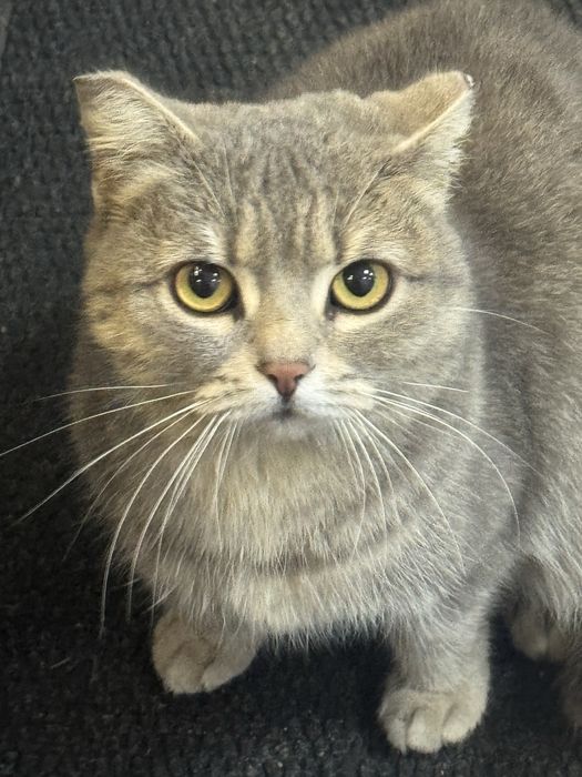 Кошки Аксу бесплатно