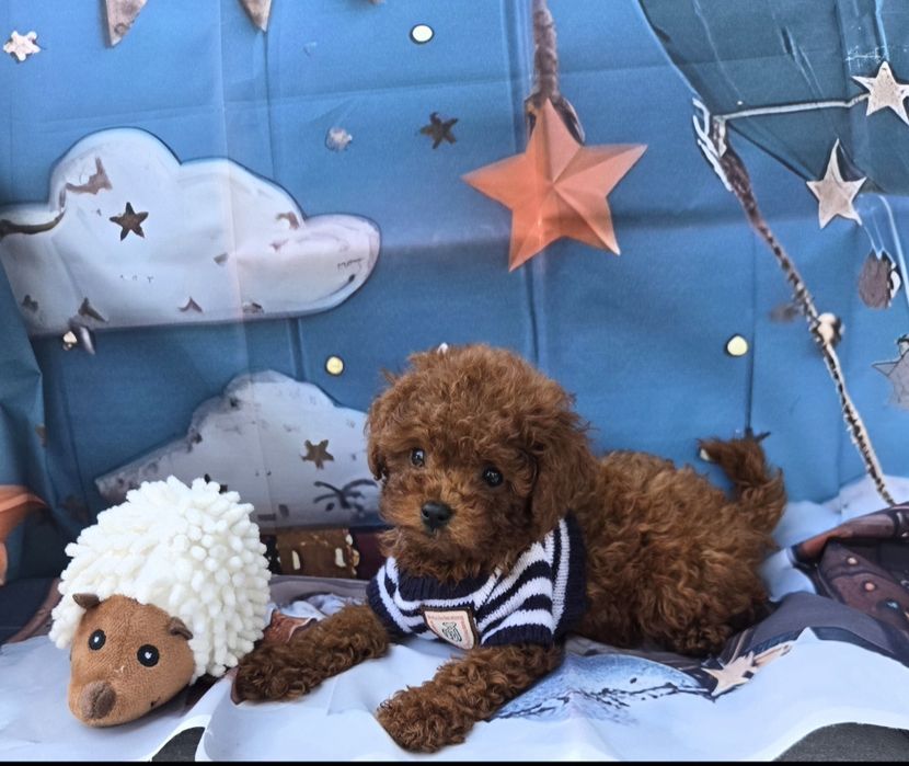 Пудел тйикъп /Пудел той /Poodle toy  генетичти тестове на родителште |Родословие