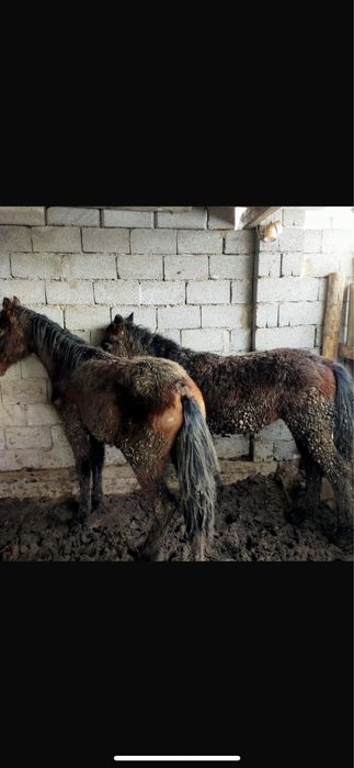 Сатылатын атдар бар бордакы семыз 2 бас