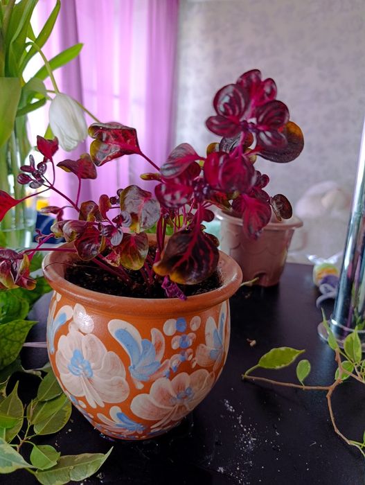 Продам комнатные цветы